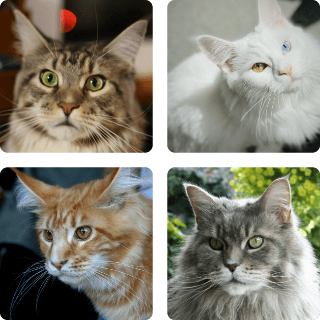 Group of playful kittens together