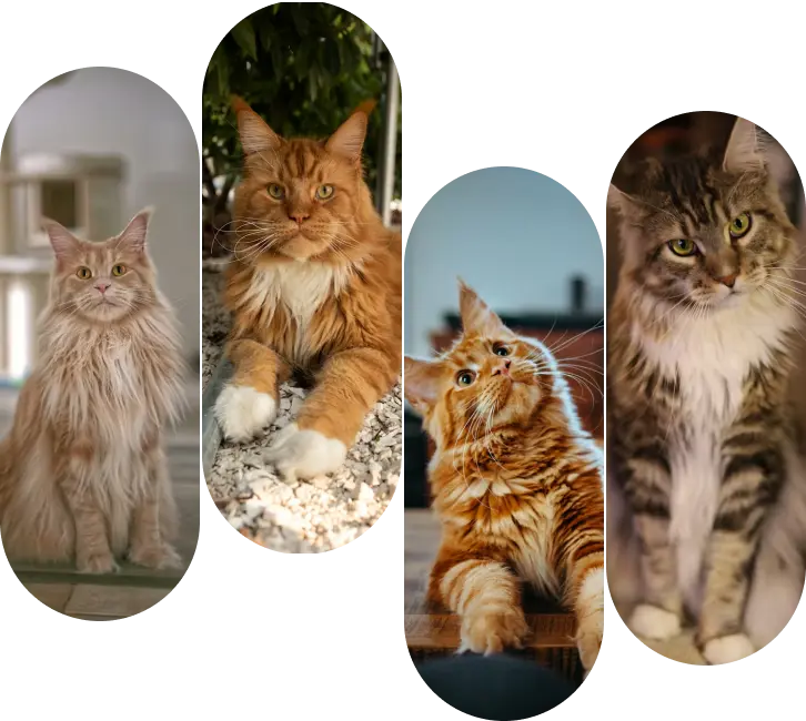 Cute kitten lying down on a soft surface