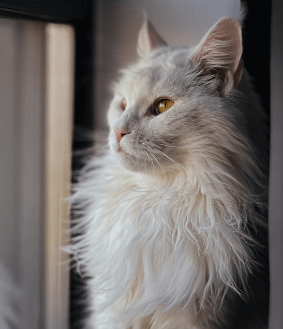 Hero image of a fluffy kitten looking at the camera