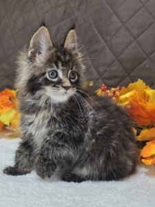 Oliver